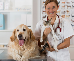 General Pet Care Tips