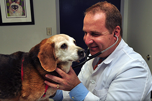 Tips To Maintain the Optimal Health Condition of Your Senior Pet