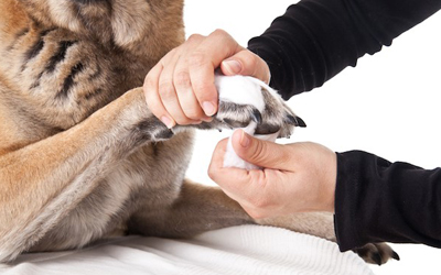 4 Proven Tips To Treat Paw Problems in Dogs