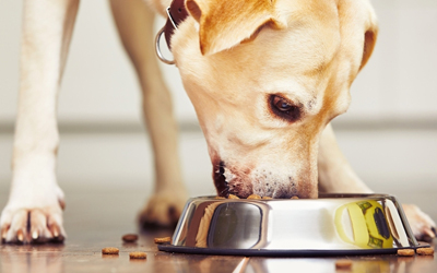 Four Commons Myths About Pet Food Debunked