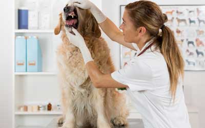 5 Dental Issues To Inspect In Your Dog