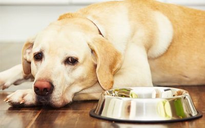 Dog Avoiding Food